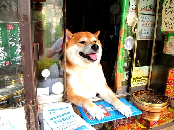 This Shiba Inu That Works in a Little Shop Wins Employee of All the Months