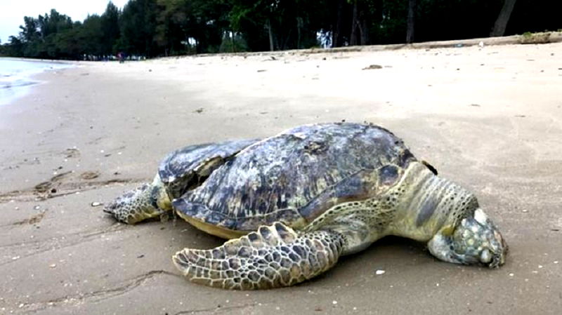 Endangered Sea Turtle found ‘Sliced in Half’ on Singaporean Beach