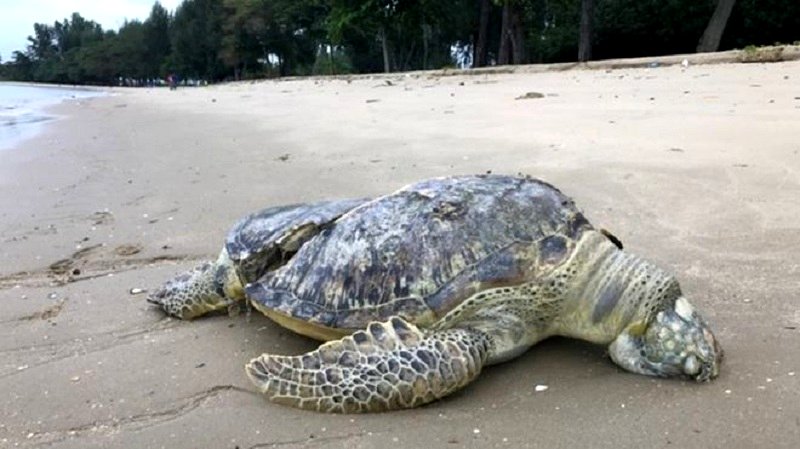 Endangered Sea Turtle found ‘Sliced in Half’ on Singaporean Beach
