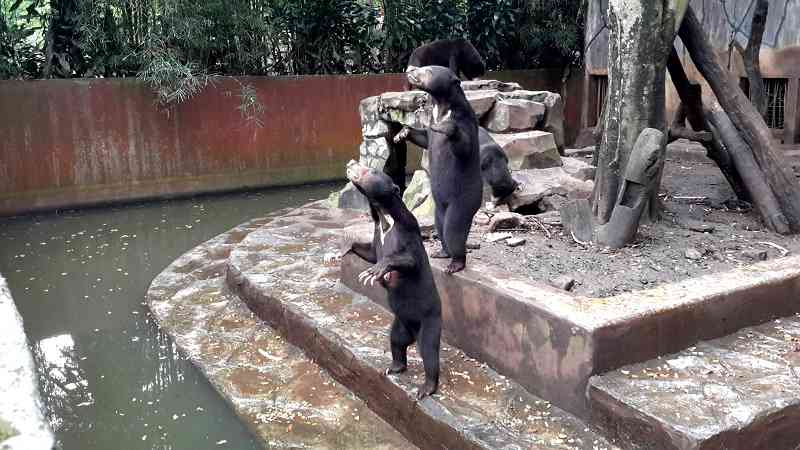 Shocking Condition of Starving Sun Bears in Indonesian Zoo Sparks Outrage