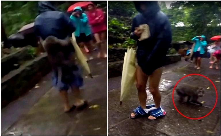 Naughty Monkey Hilariously Pulls Man’s Shorts Down to Steal His Banana