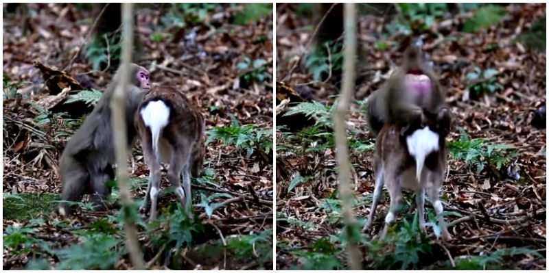 Japanese Snow Monkey Tries to Have Sex With a Deer, Baffles Scientists