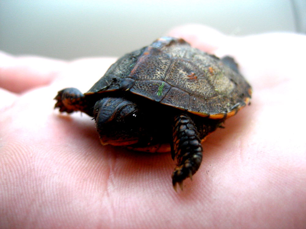 Indian Police Rescue 6,000 Flapshell Turtles From Poachers in Record Haul