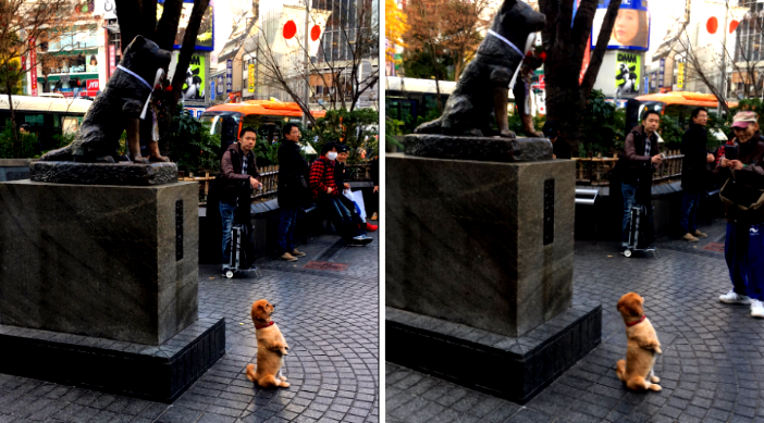 Adorable Puppy Posing in Front of Famous Hachiko Statue in Japan Will Warm Your Heart