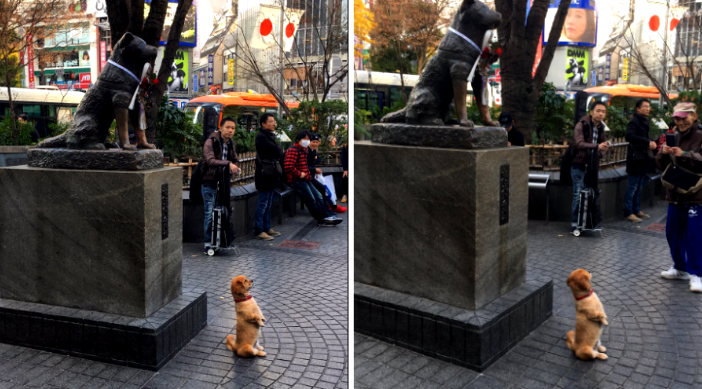 Adorable Puppy Posing in Front of Famous Hachiko Statue in Japan Will Warm Your Heart
