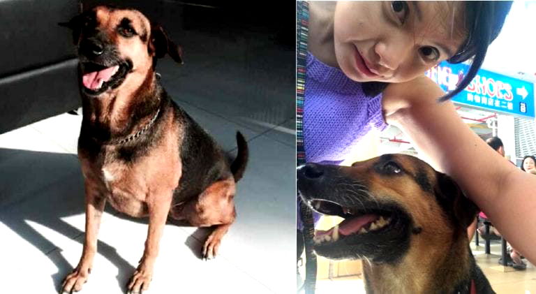 Incredible Dog in Singapore Has a Special Power That Helps Diabetic Patients