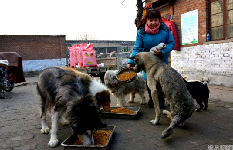 Chinese Woman Closes Her Restaurant to Rescue 6,000 Stray Cats and Dogs