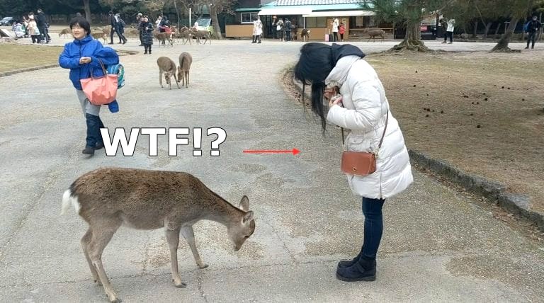 Inside Japan’s Magical Park Where Deers Bow to Humans For Food