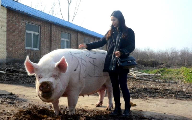 Gigantic 1,653-Pound Pig Wins 'King in China