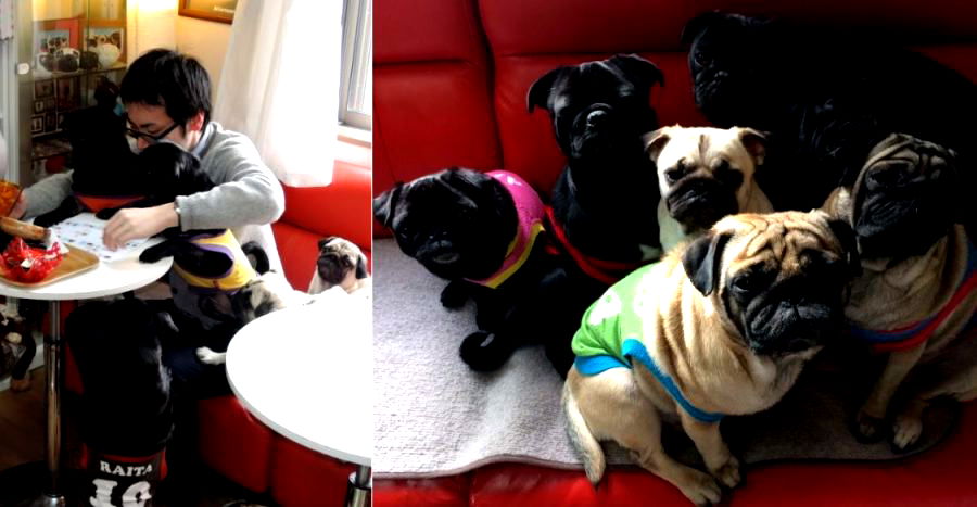 Dog Café in Kyoto is Every Pug-Lovers Dream