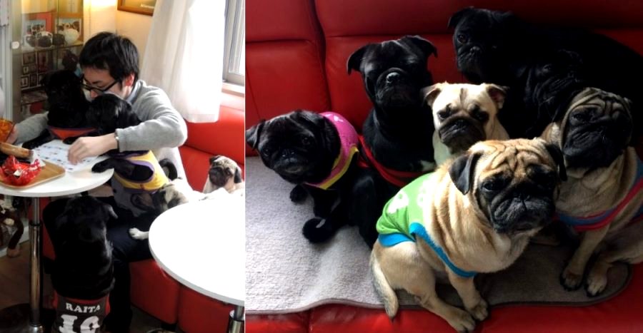 Dog Café in Kyoto is Every Pug-Lovers Dream