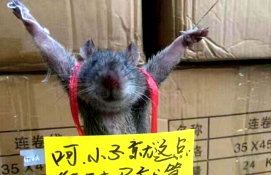 Rat Bound and Publicly Humiliated After Stealing Rice in China