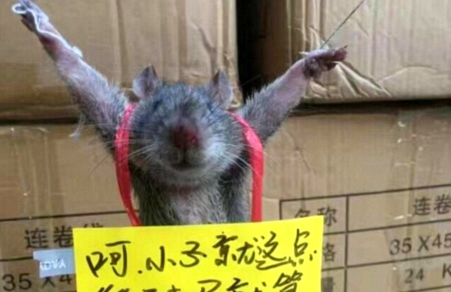 Rat Bound and Publicly Humiliated After Stealing Rice in China