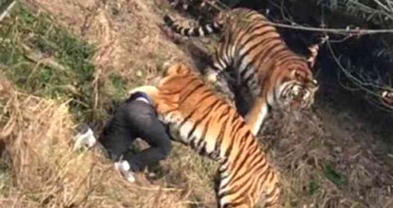 Man Climbs Zoo Fence to Avoid Paying Entrance Fee, Gets Mauled to Death By Tigers