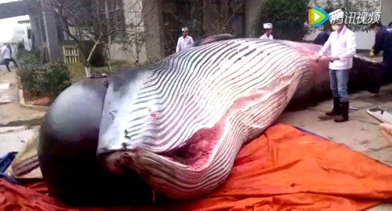 Horrific Footage Shows a Whale Being Butchered For ‘Dog Food’ and Employee Bonuses