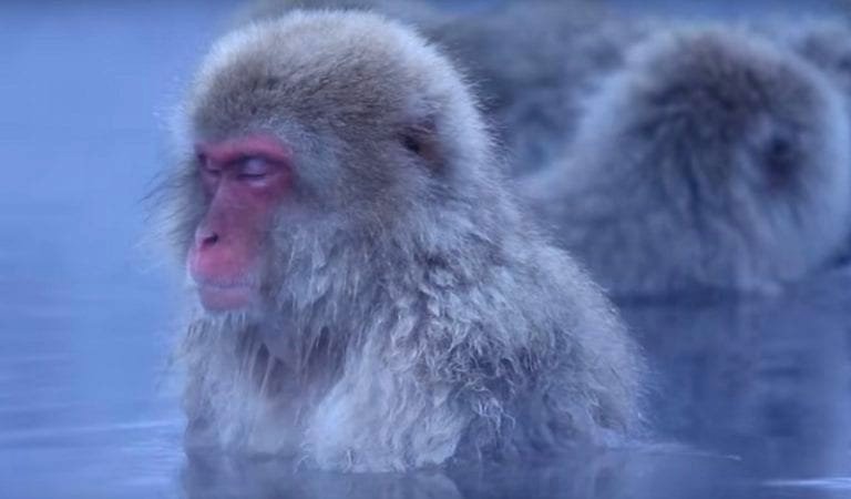 57 Snow Monkeys Put to Death in Japanese Zoo For Not Being Pure Bred