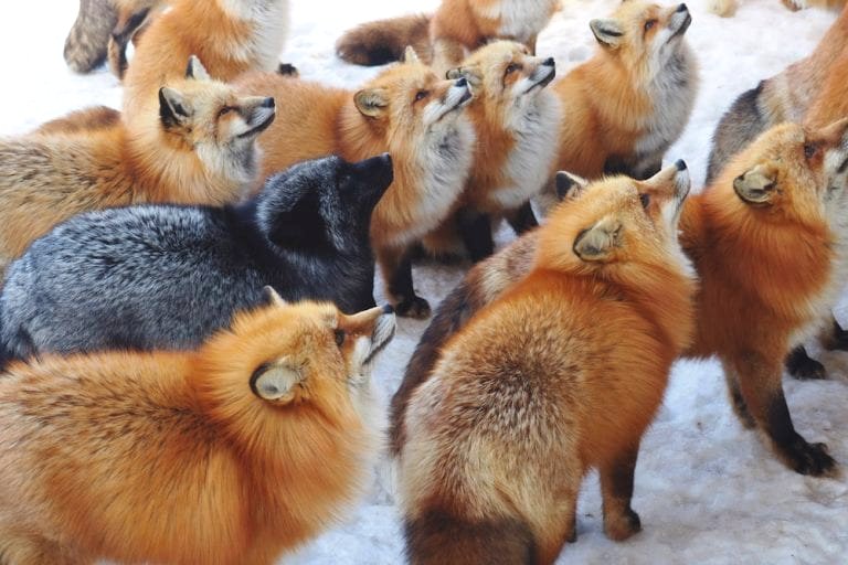 Inside the Magical Japanese City Where You Can Roam With Foxes For $8