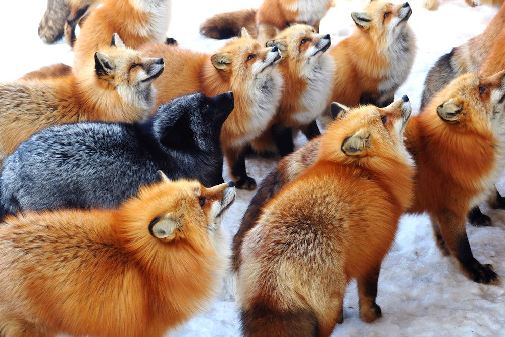 Inside the Magical Japanese City Where You Can Roam With Foxes For $8