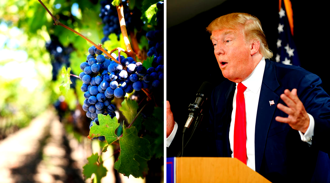 Trump Says ‘Hire American’, Trump Vineyard Requests More Foreign Worker Visas