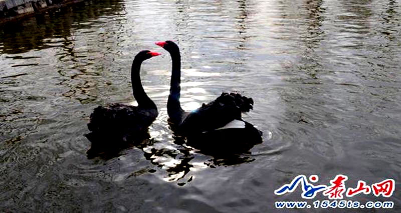 Black Swans in China Fall Into Deep Depression After Tourists Steal Their Eggs