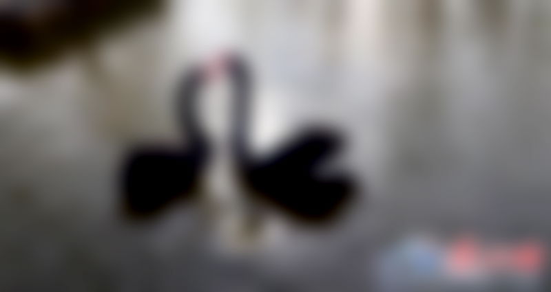 Black Swans in China Fall Into Deep Depression After Tourists Steal Their Eggs