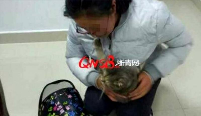 ‘Pregnant’ Student Caught Trying to Sneak Cat on Train When Her Stomach Started Meowing