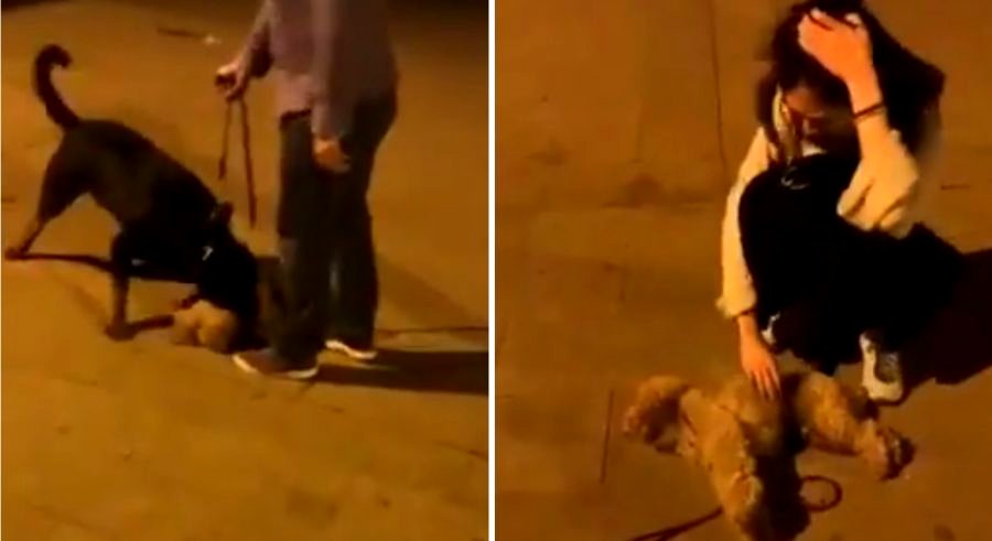 Chinese Woman’s Designer Dog Gets Mauled By Rottweiler on The Street