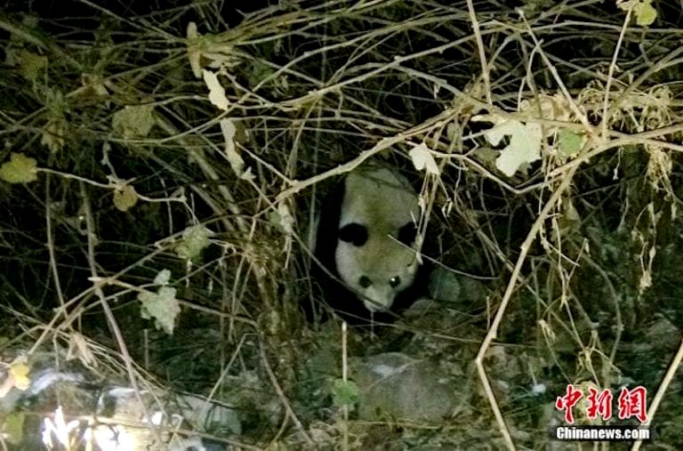Wild Panda Sick of Eating Bamboos Eats Farmer’s Goat Instead