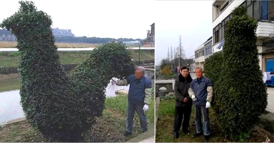 Old Man Named Wang Refuses to Sell His 40-Year-Old Cock Bush