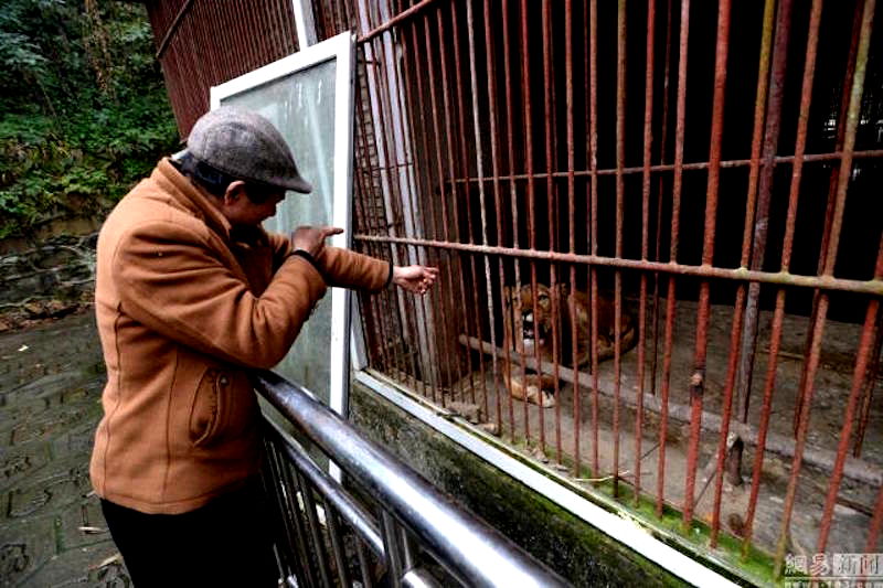 ‘One Man’ Zoo in China Could be the Saddest Zoo in the World