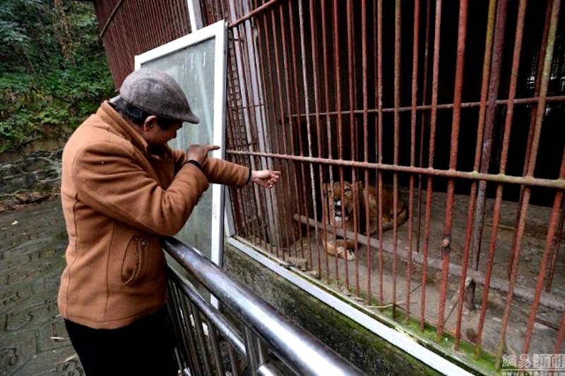 ‘One Man’ Zoo in China Could be the Saddest Zoo in the World