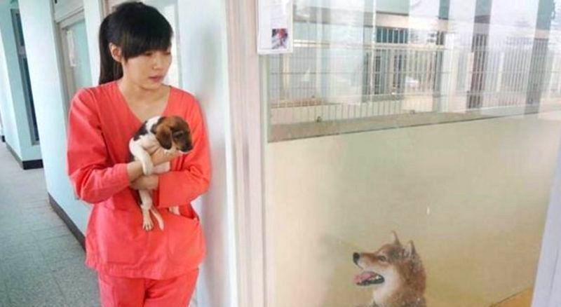 The Heartbreaking Story of a Taiwanese Vet Who Euthanized Herself