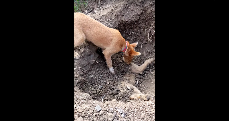 Dog Buries His Dead Puppy Brother in Heartbreaking Scene in Thailand