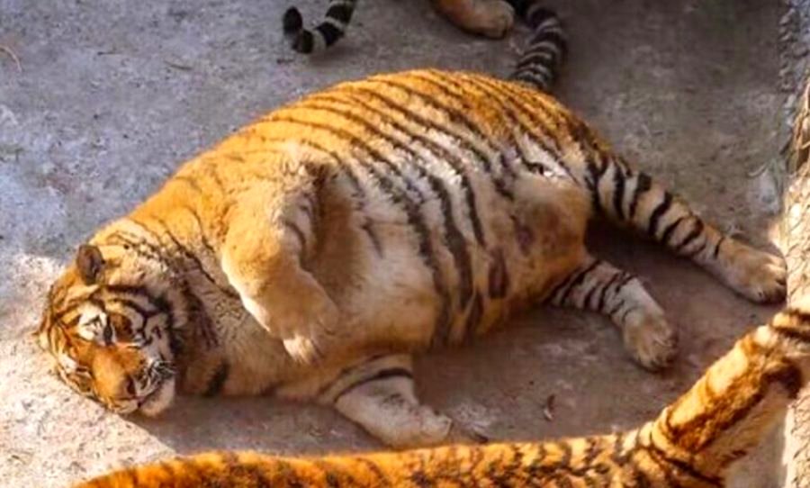 Fat Chinese Tigers Are the Best Thing You’ll See Today