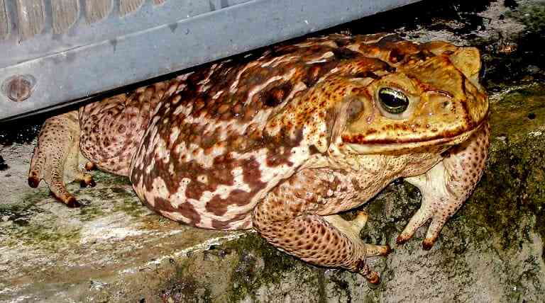 Chinese Farmer Arrested for Killing More Than 100 Endangered Toads For Dinner Party