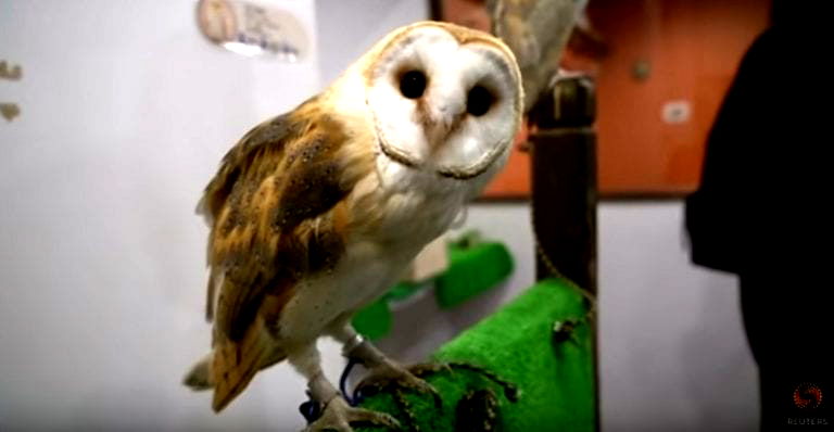 Animal Activists Want Japan’s Owl Cafes Shut Down For Animal Abuse