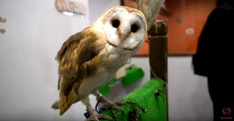 Animal Activists Want Japan’s Owl Cafes Shut Down For Animal Abuse