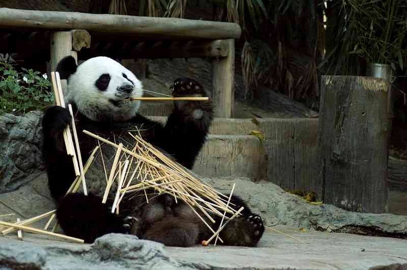 China Will Relocate 172,000 Humans to Build a Massive Park for Pandas