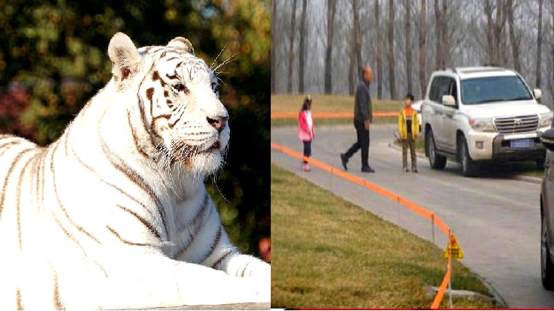 Chinese Family Bravely Exits Car in the Tiger Enclosure of a Wildlife Park