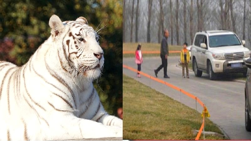 Chinese Family Bravely Exits Car in the Tiger Enclosure of a Wildlife Park