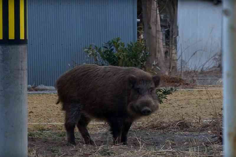 Radioactive Boars are Now Terrorizing the People Who Still Live in Fukushima