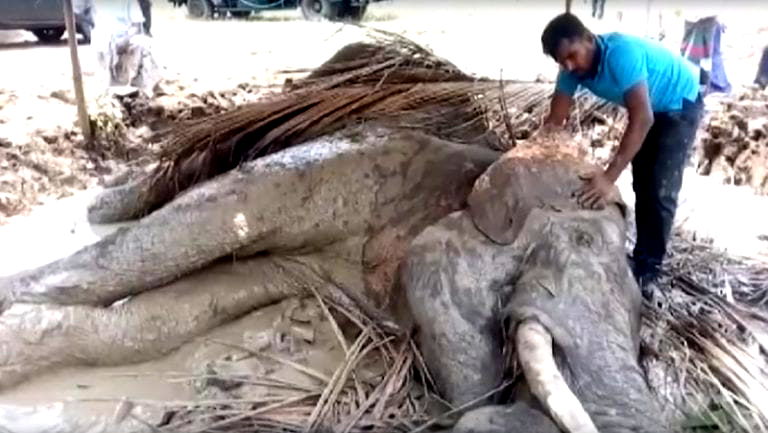 Endangered Asian Elephant Found With a Nail Hammered in Its Leg in Sri Lanka