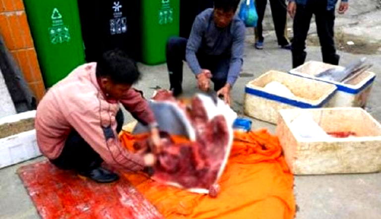 Chinese Fisherman Caught Butchering Endangered Baby Dolphin on the Street