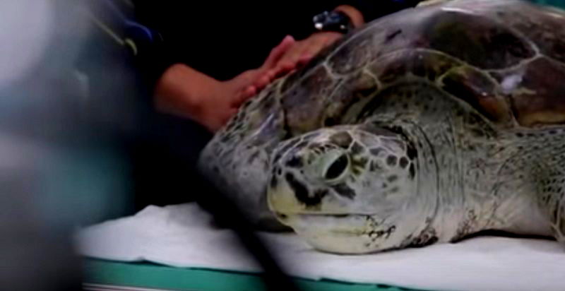 Thai Vets Save Sea Turtle By Extracting Almost 1,000 Coins From Its Stomach