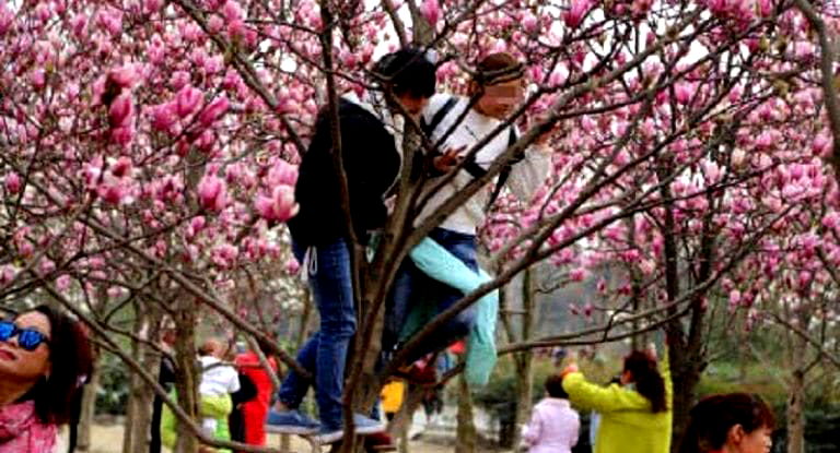 Chinese Tourists Destroy Beautiful Blossoming Trees Just to Get Selfies