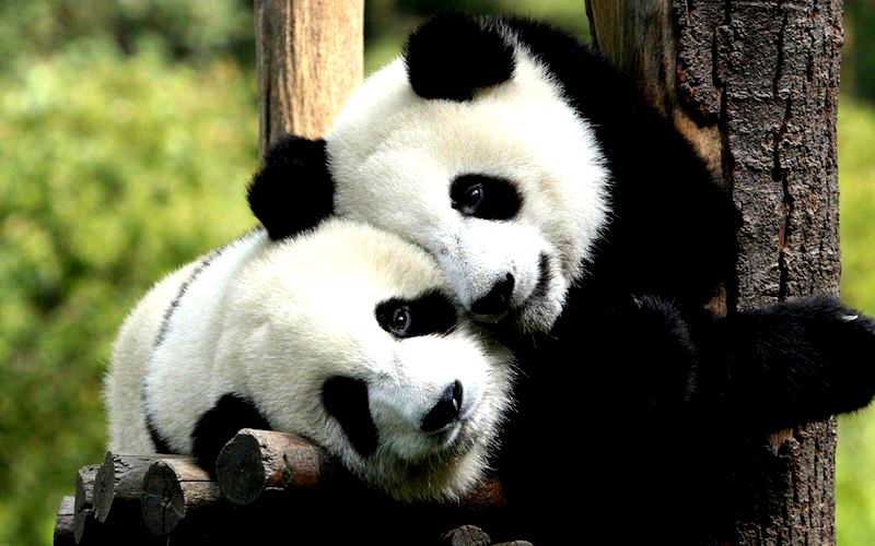 Science Reveals Why Pandas Are Black and White