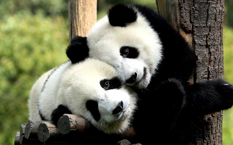 Science Reveals Why Pandas Are Black and White