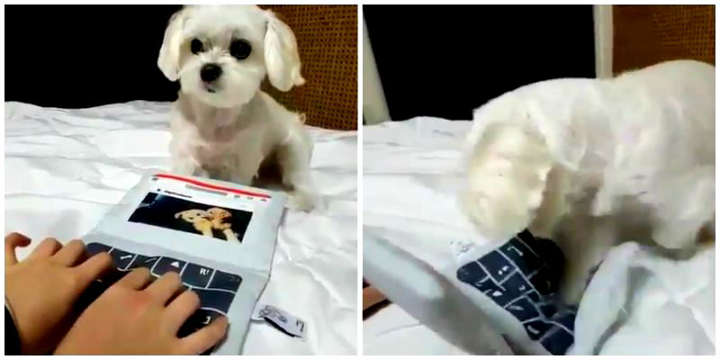 Adorable Puppy Destroys Human in Speed Typing Contest