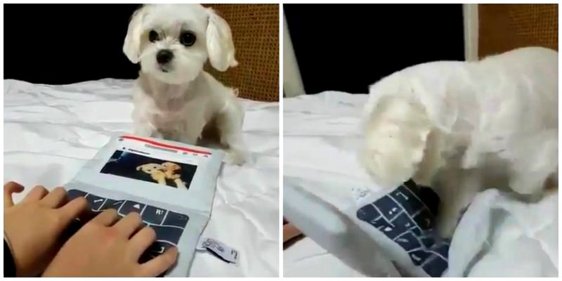 Adorable Puppy Destroys Human in Speed Typing Contest