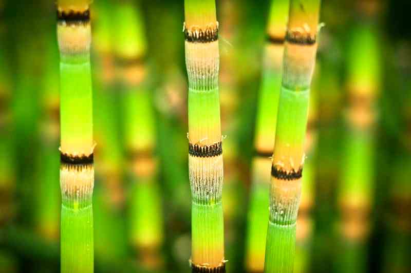 Japanese Kids Caught Stealing Bamboos For The Most Touching Reason Ever